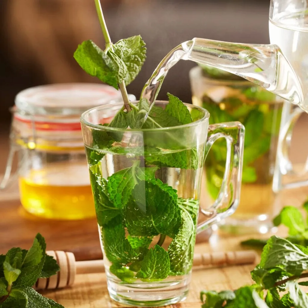 Moroccan Mint Plant