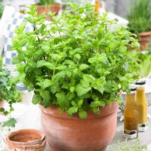 Moroccan Mint Plant