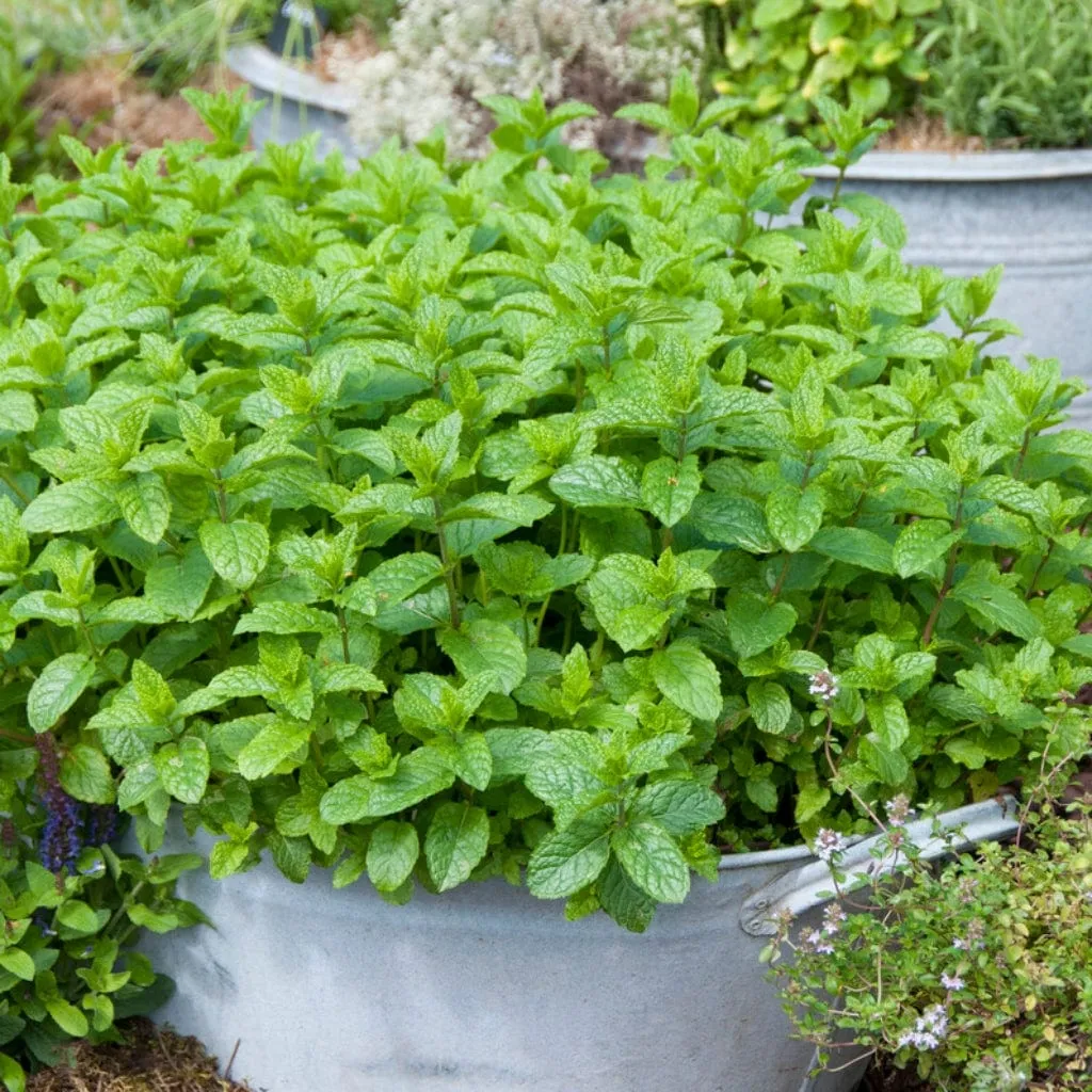 Moroccan Mint Plant